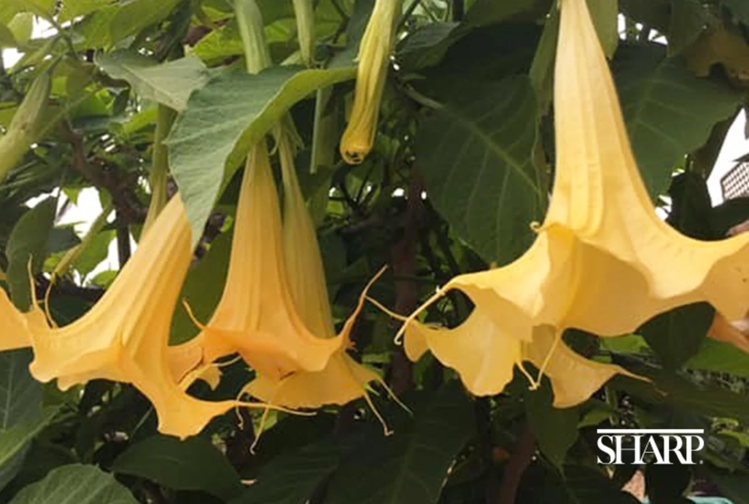 Toxic-plants-HN1677-Body-Angels-Trumpet-Sheryl-Roush-Logo-Sized