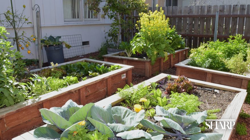 Sharp Coronado Hospital’s Organic Garden | Sharp HealthCare