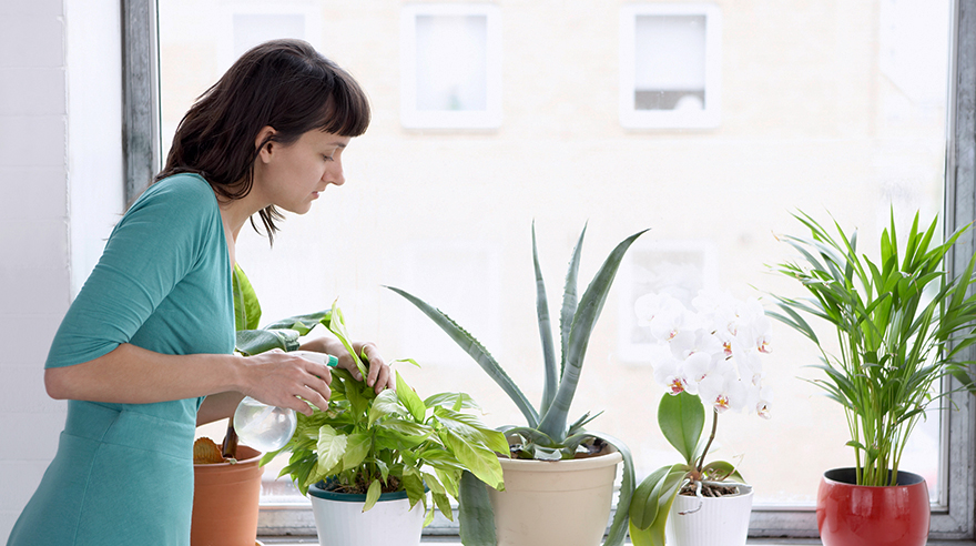 The Health Benefits of House Plants Sharp HealthCare