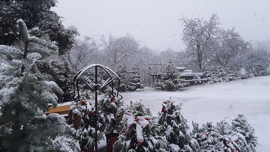 Julian Christmas Tree Ranch transforms into a winter wonderland.