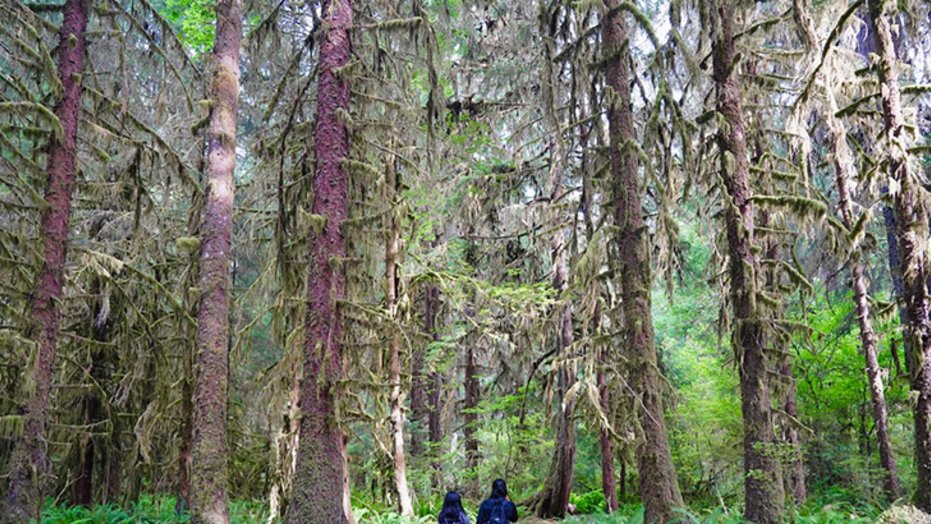 Dr. Tommy Korn family walking in Sitka spruce trees