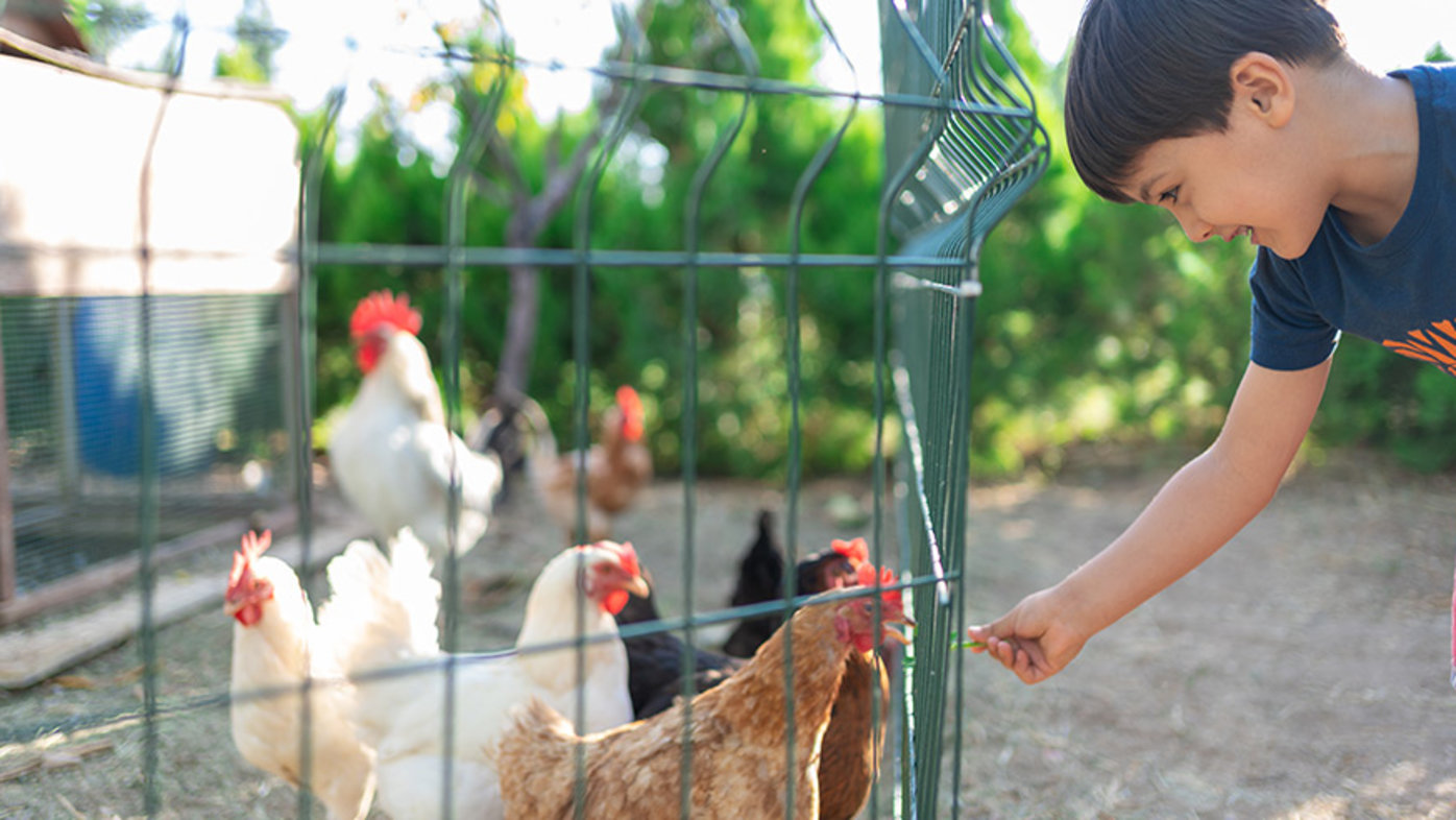 Little boy feeding chickens