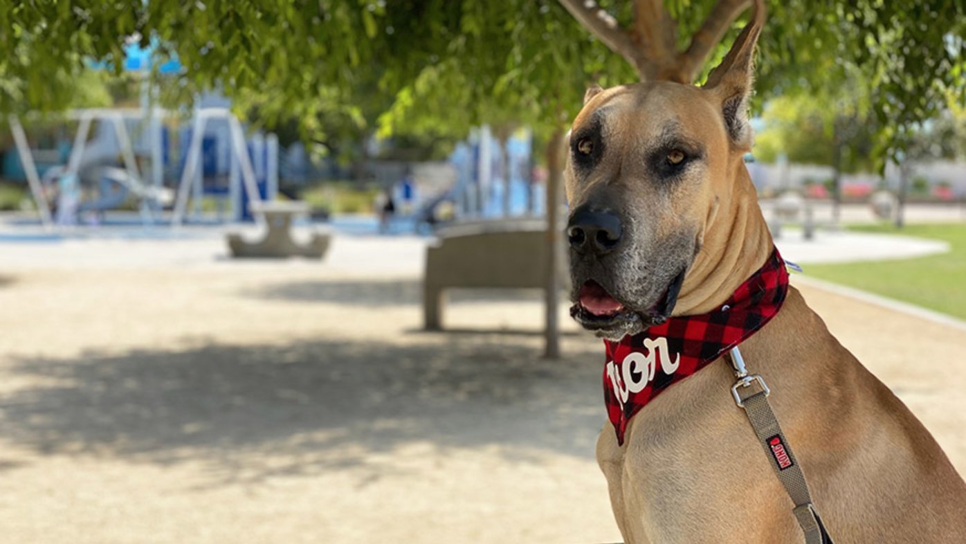 Thor is a cancer therapy dog at Sharp Memorial Hospital