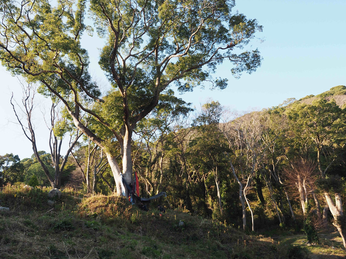 main visual cocoa2025