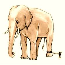 elephant tied to a rope