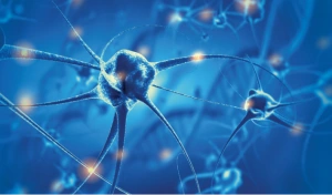 ¿Cómo funcionan los nervios y el sistema nervioso? 