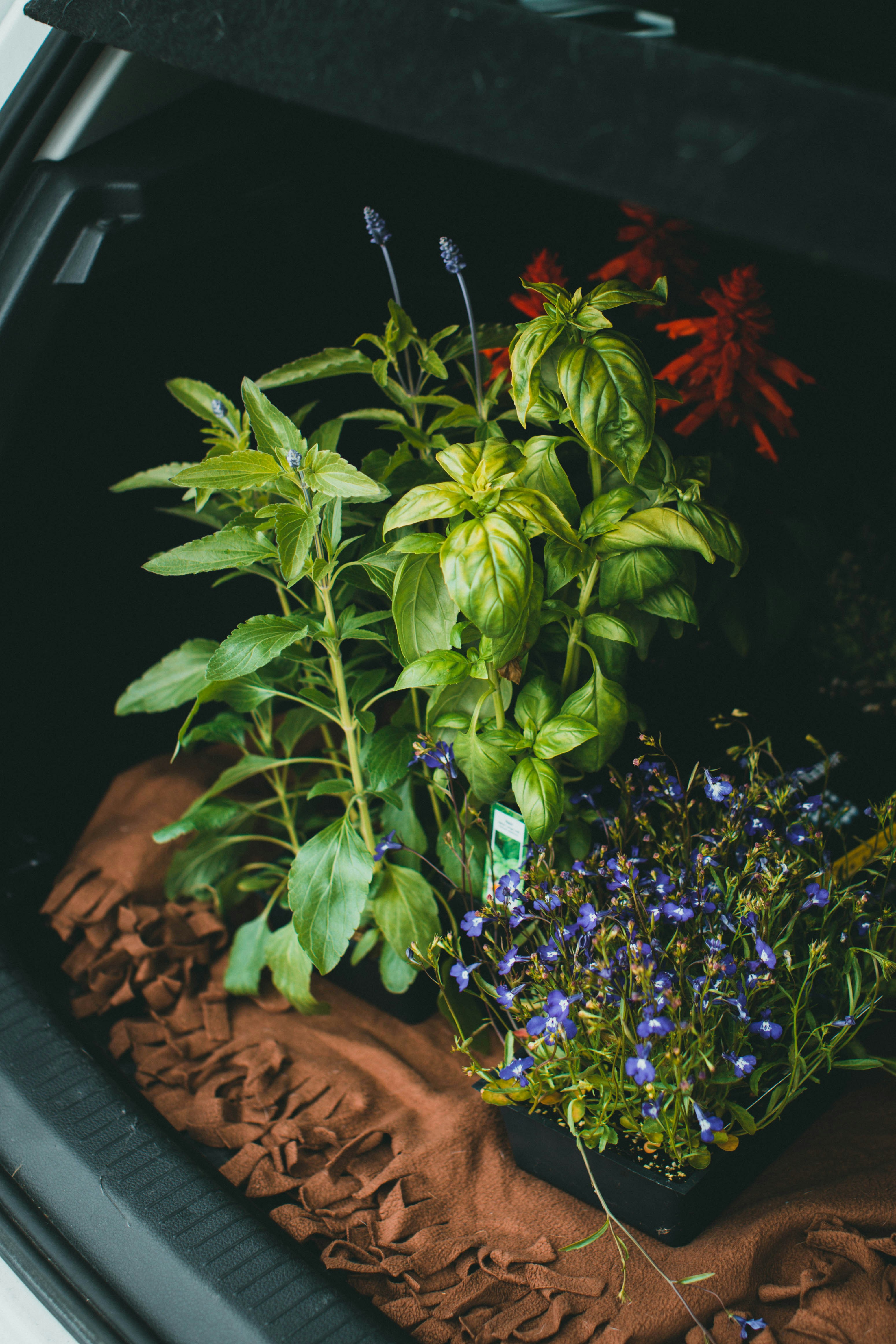 Gardening – Annual and Perennials