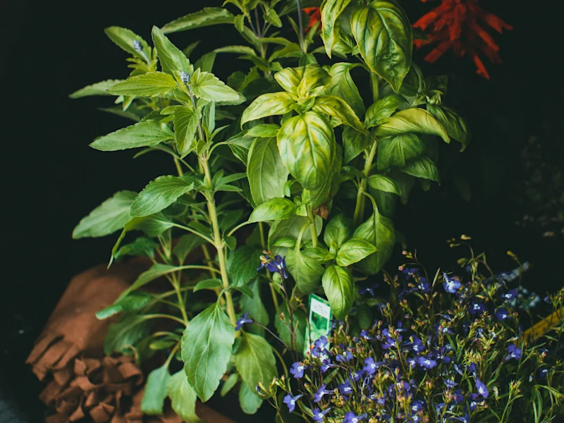 Gardening – Annual and Perennials