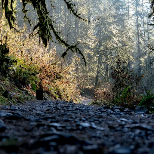 dylan-freedom-79TnmVbnLw8-unsplash