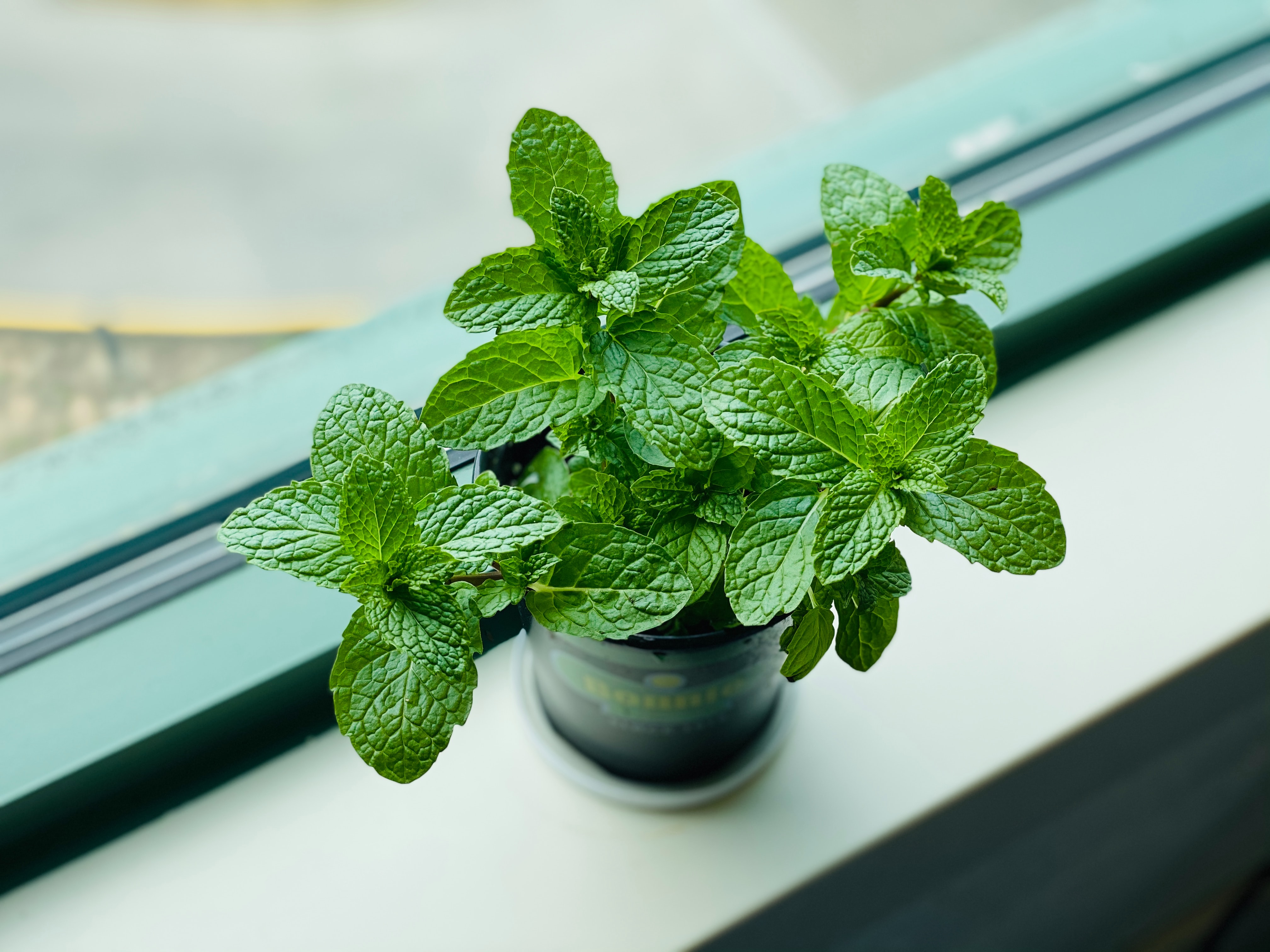 How to grow mint indoors