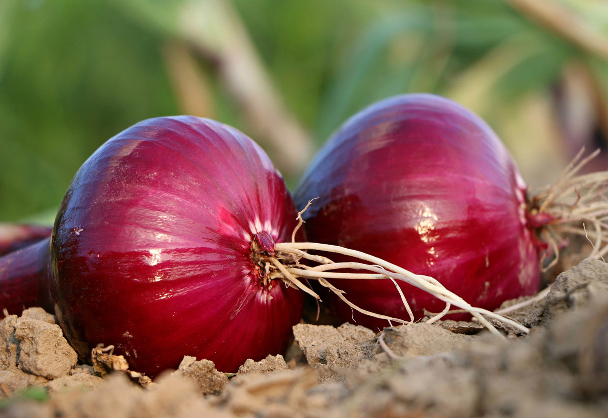 How to grow onions