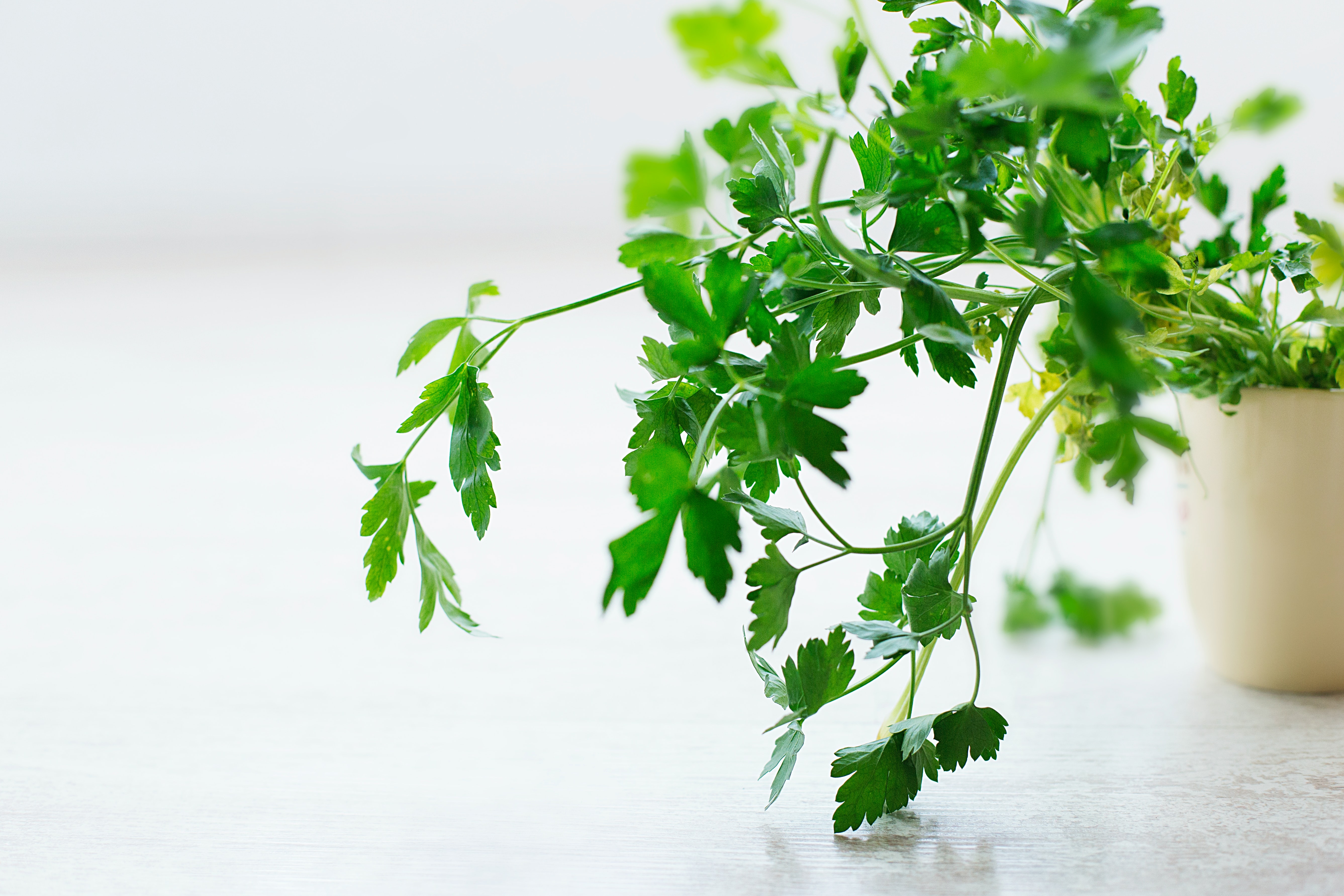 10 Herbs to Grow Inside Year-Round