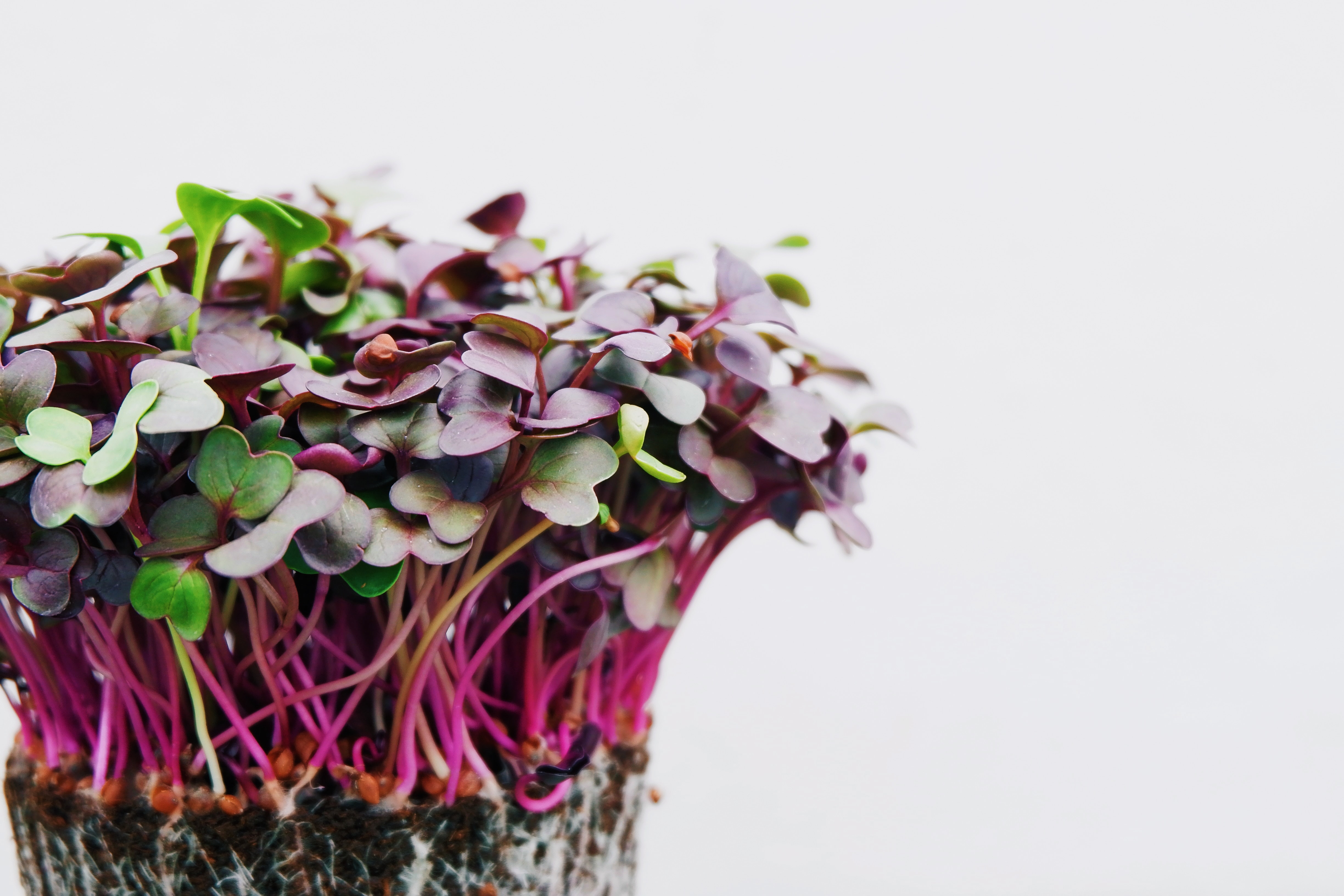 Microgreens 101: How to Grow Microgreens at Home