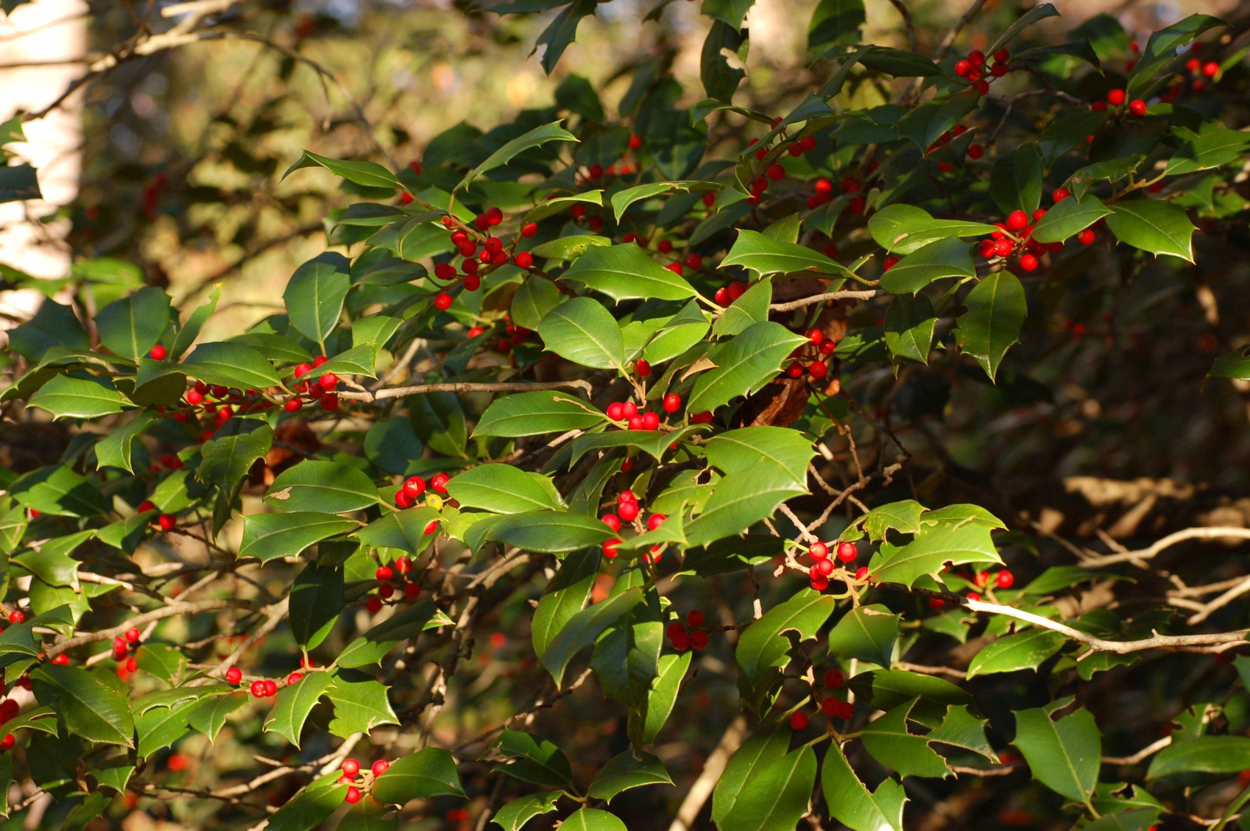 American Holly | Plant Guide | Crystal Bridges