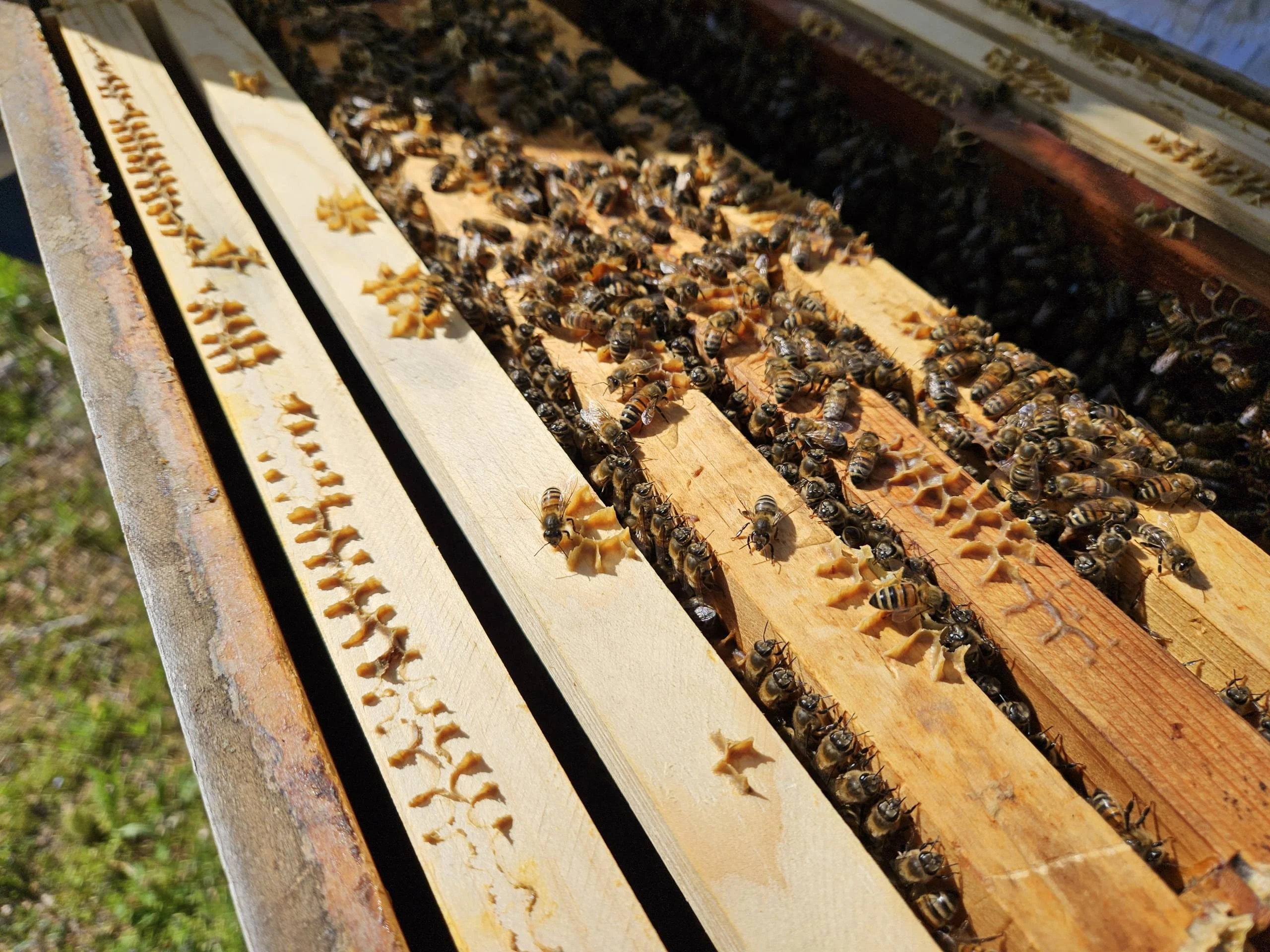 Bee Header