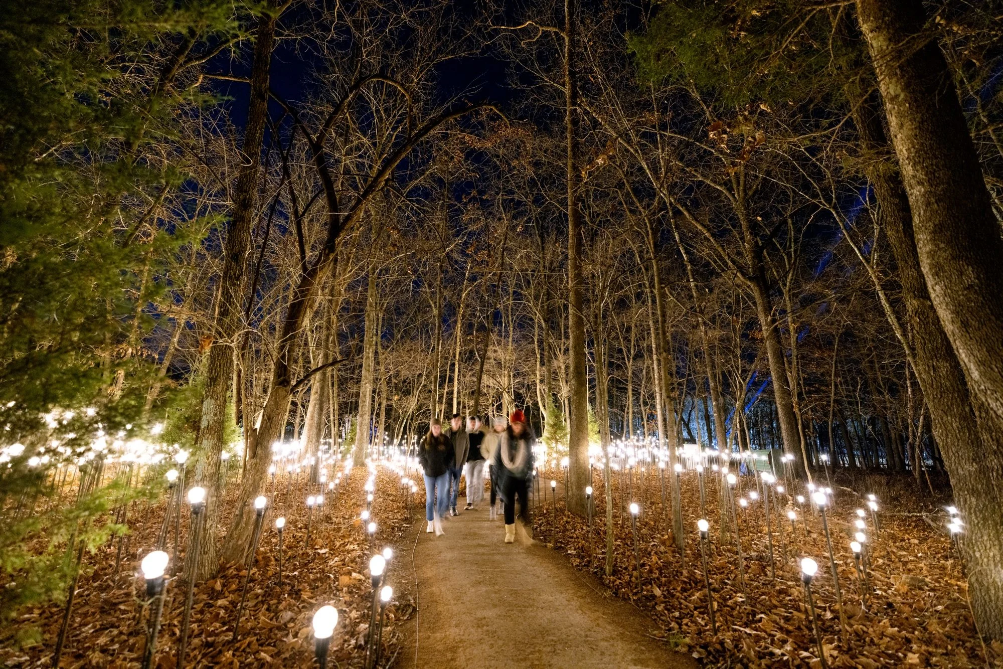 A group of people walk down a path surrounded by a field of lights in the middle of the forest at night