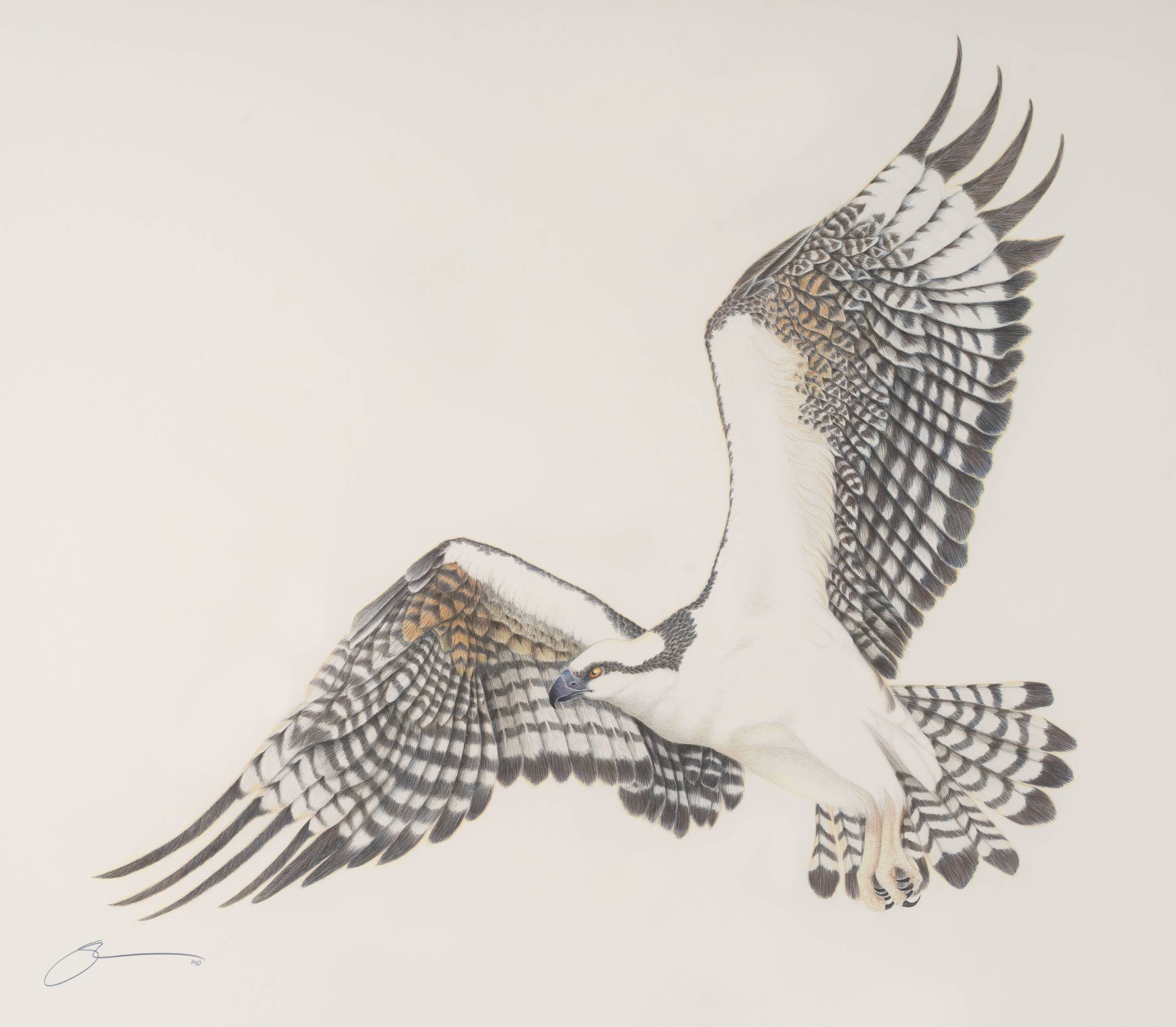 Crystal Bridges Opens The Art of Birdwatching with Susan Morrison