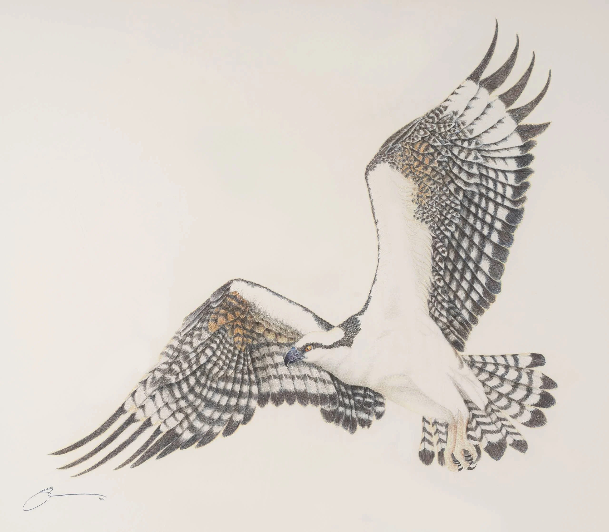 Osprey