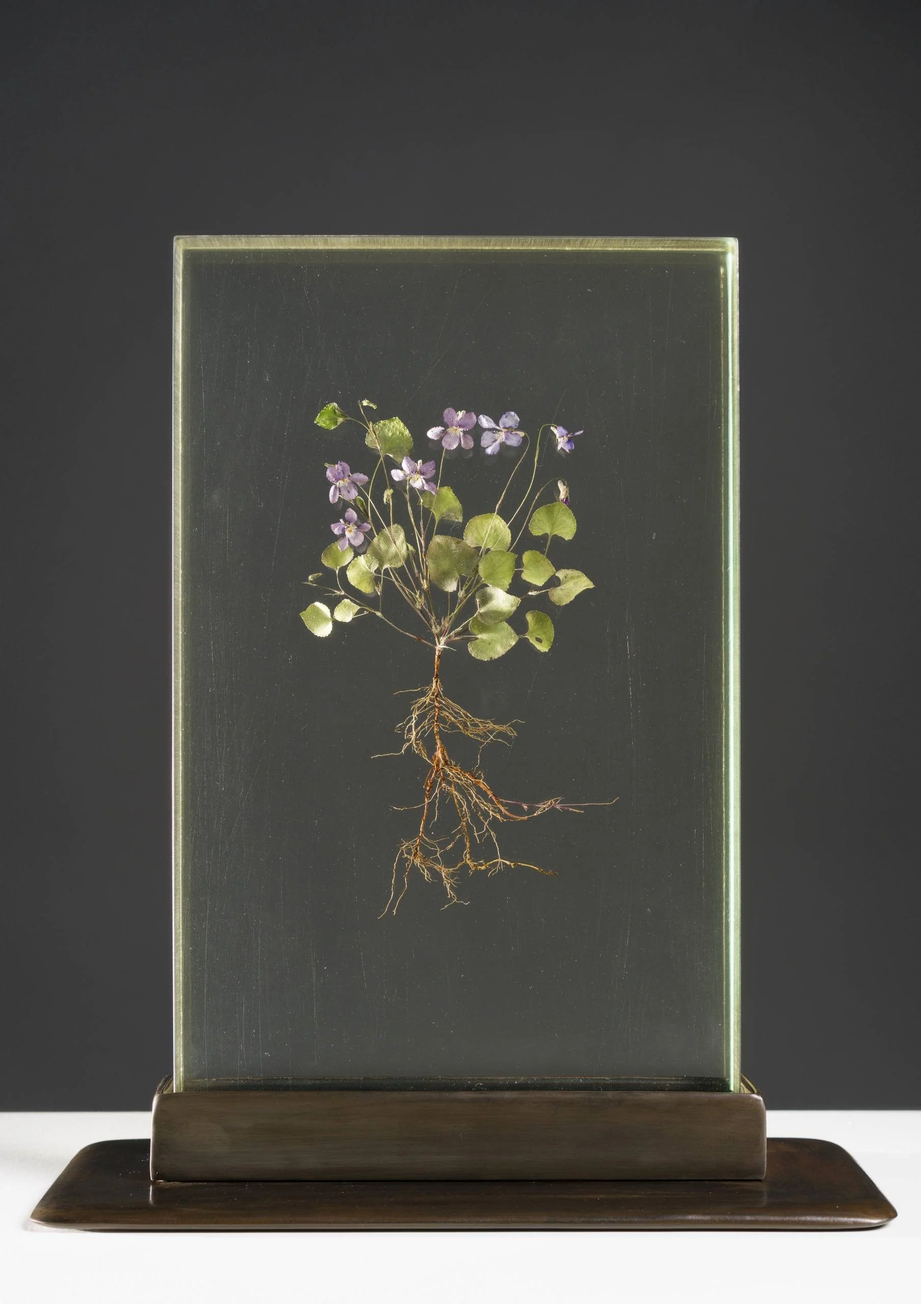 Flora C. Mace, Big Violet