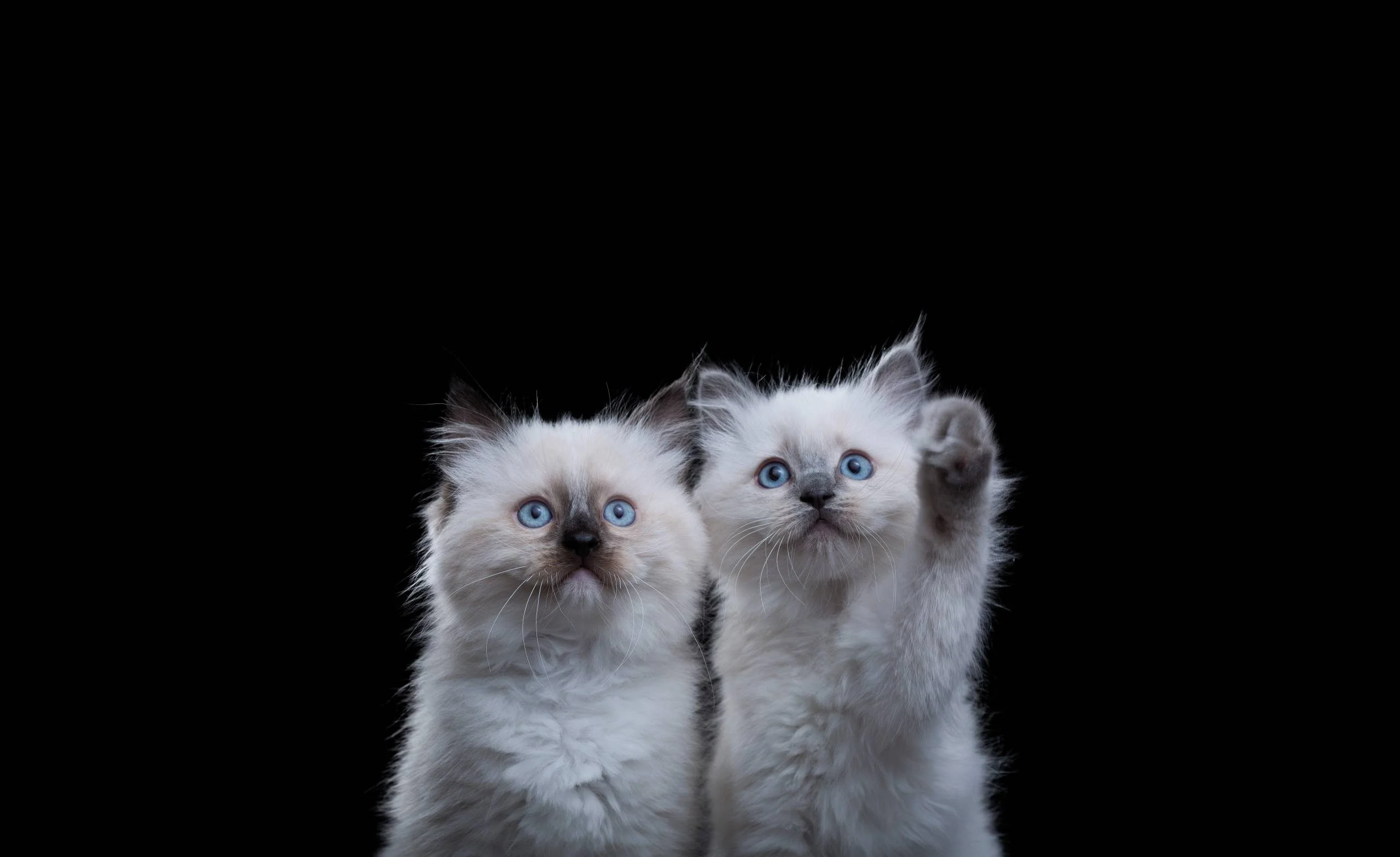 Fluffy kittens with blue eyes on black background, one raising a paw.