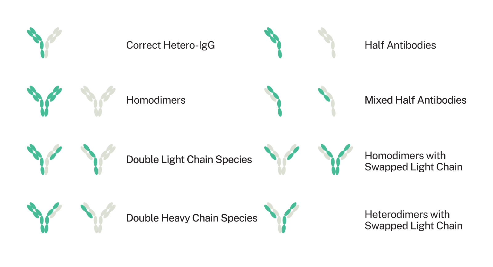 antibodies bispecifics