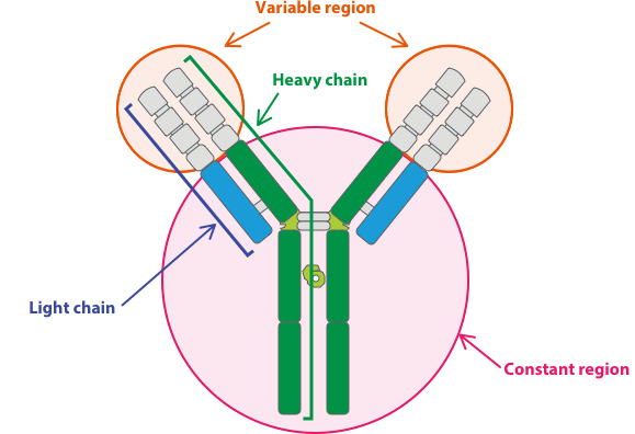 antibody complex diseases