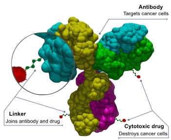 antibody conjugate