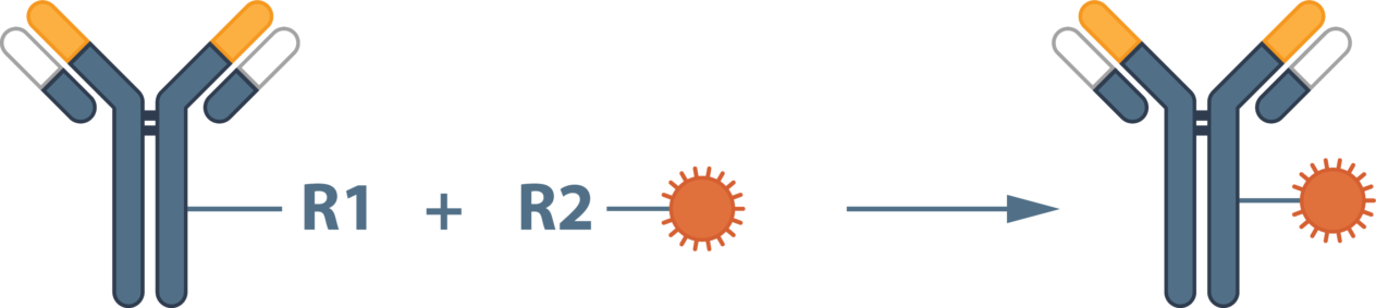 new workflows for the conjugation of biologically active molecules