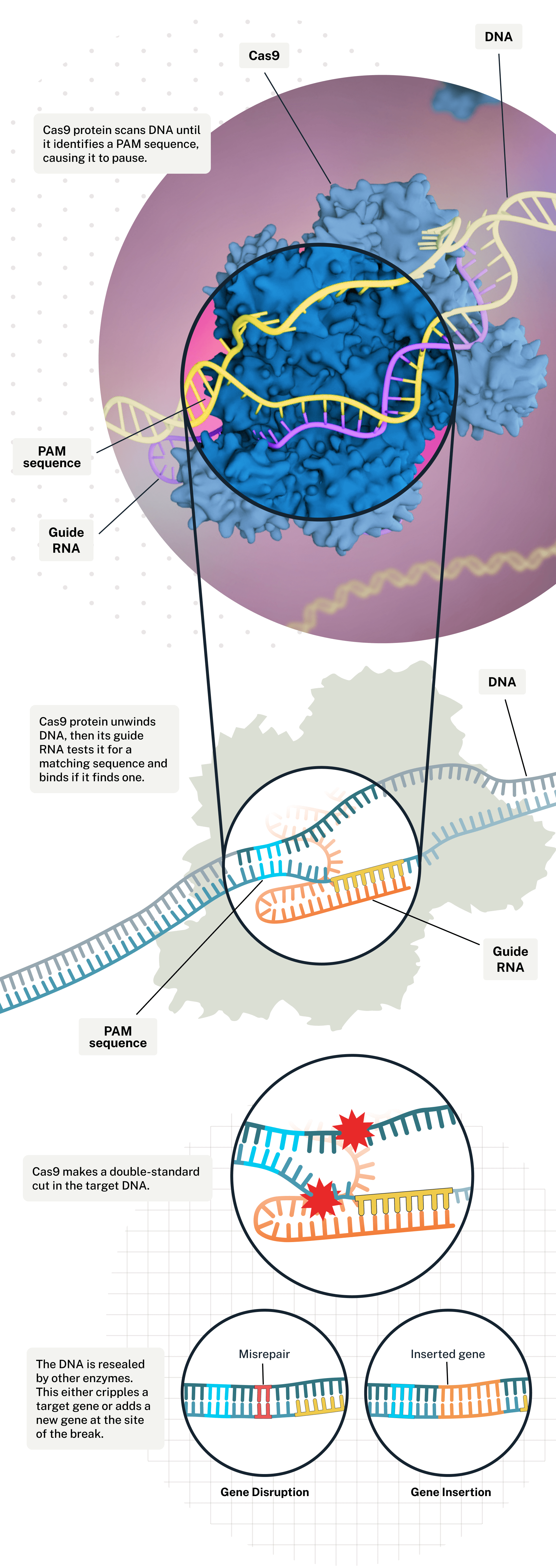 Editing-the-Genome-Infographic