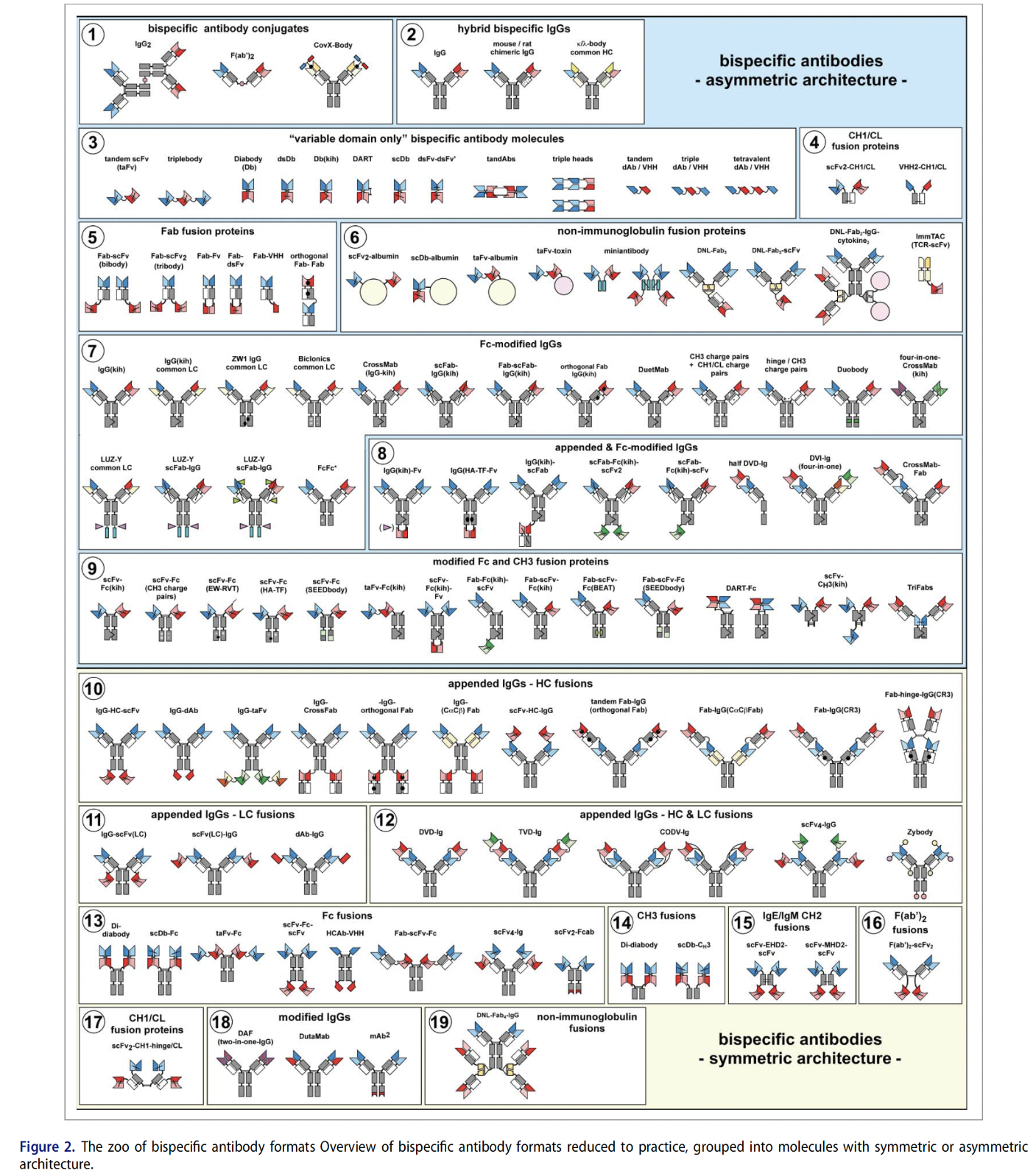 The zoo of bispecific antibody formats.