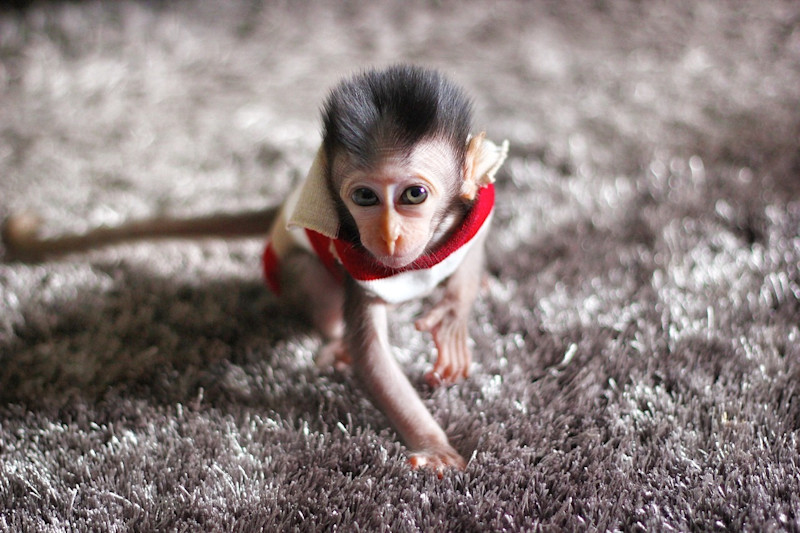 Meet Kelo, a tiny little monkey. He’s too cute.