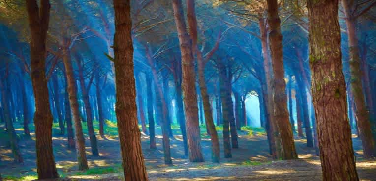 Dasha.AI | Machine Learning Random Forest