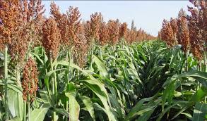 Pengembangan Sorghum Di Indonesia