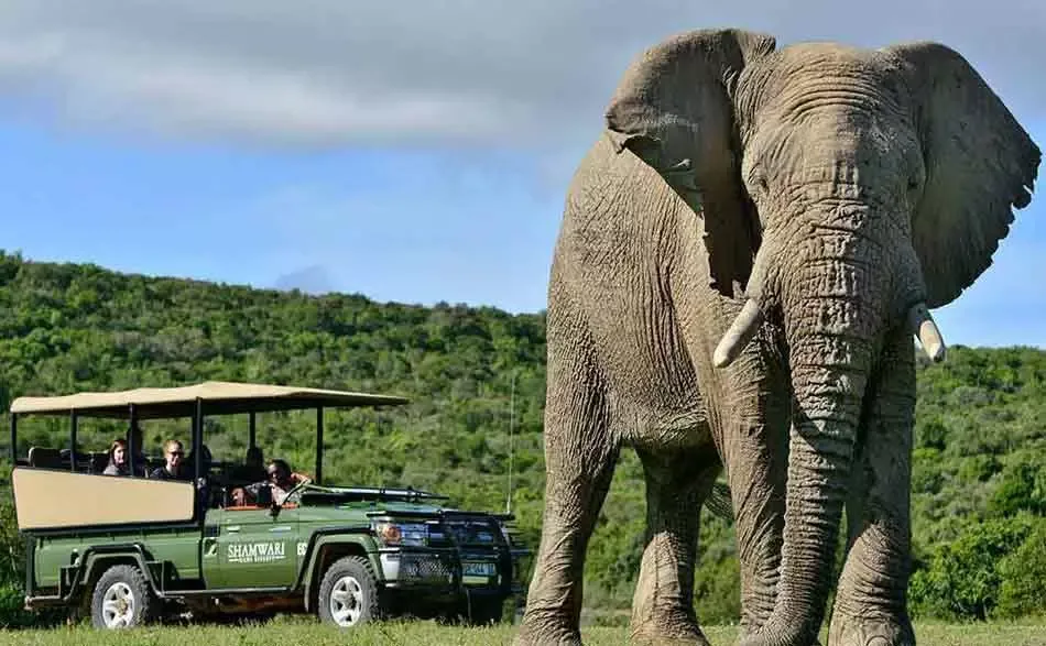 Cover Image for Shamwari Safari | South Africa