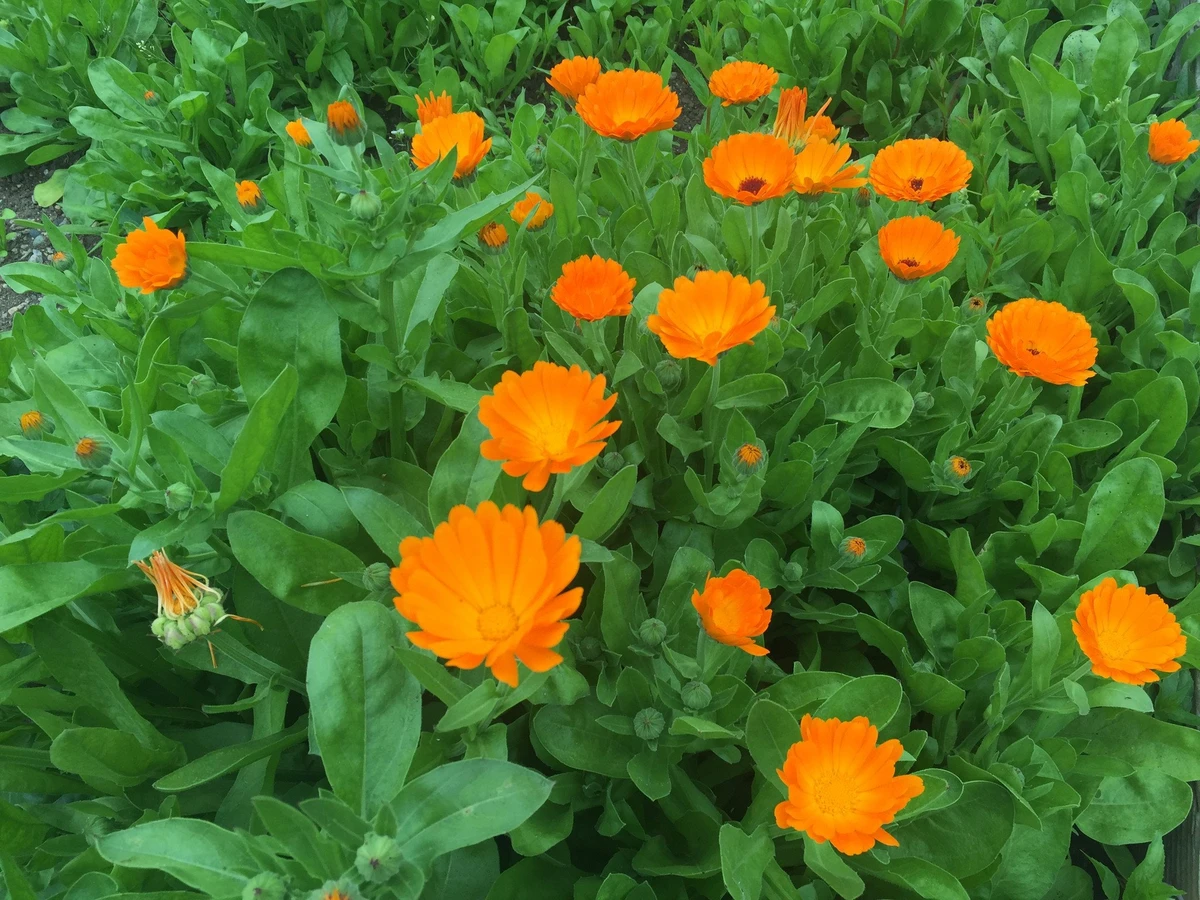 calendula-red-moon-herbs-4 1200x1200