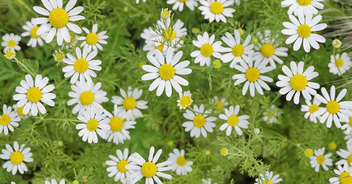 German-vs-English-Chamomile-FB
