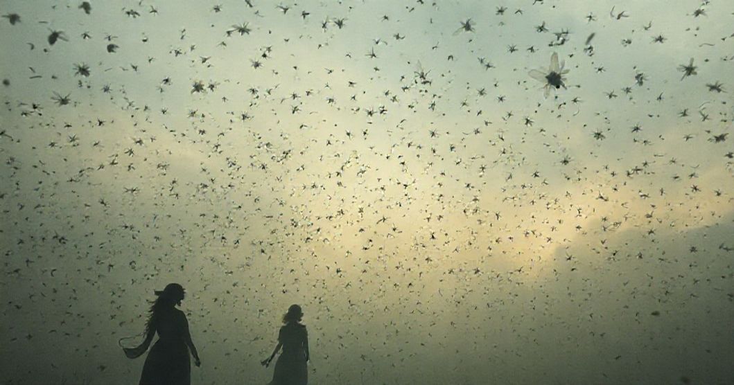 Featured image for Beneath the Fly-Skied Whispers: Decoding Dreams of Intimate Communication with Flies