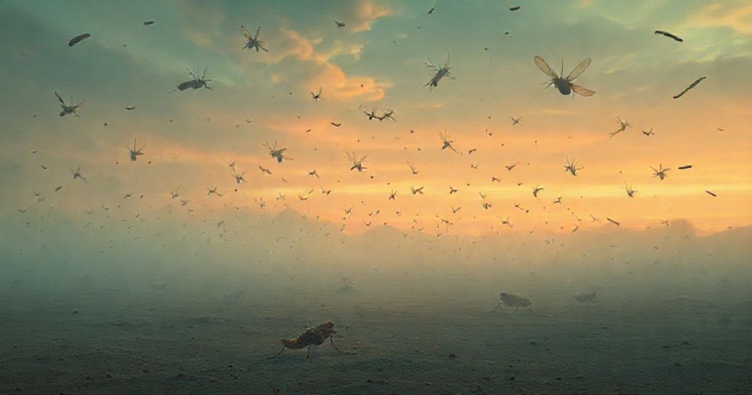 Featured image for Locusts, Emptiness, and Fried Chicken Flavor: A Dream of Transition and Transformation