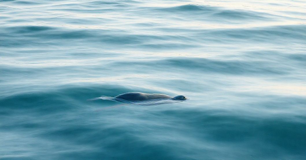 Featured image for Seal Dreams and Tidal Harmony: Decoding the Subconscious Message