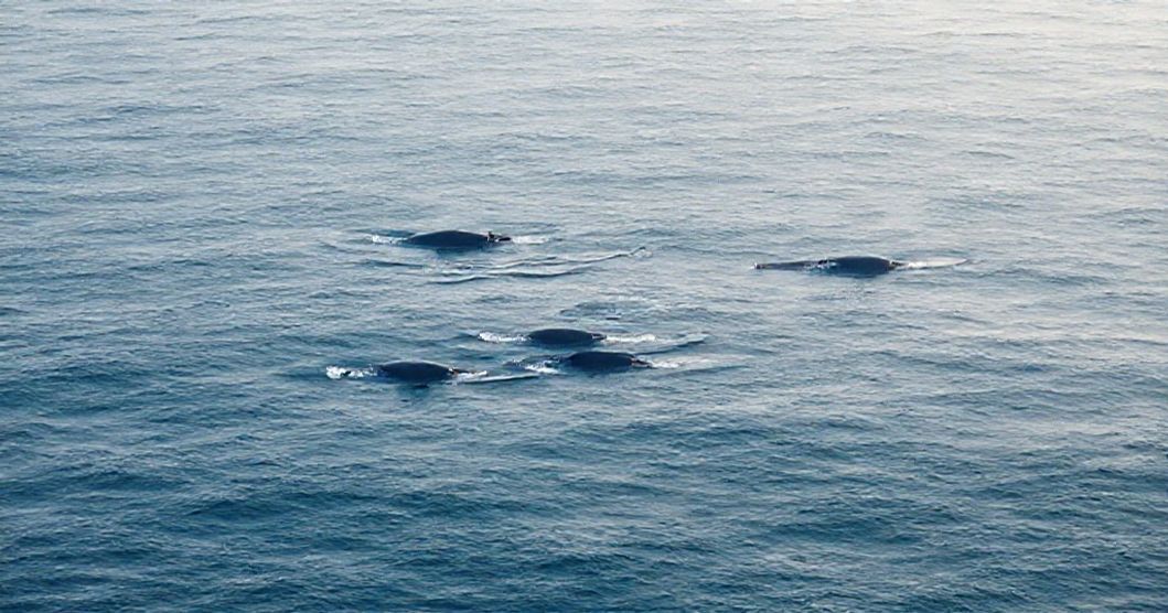 Featured image for Balancing Whales in Tidal Dreams: The Subconscious Language of Depth and Flow