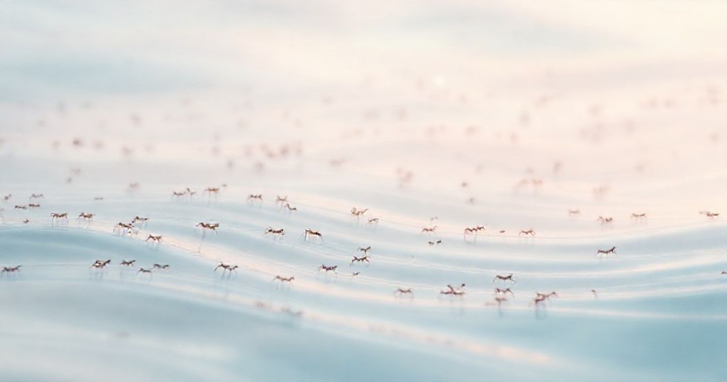 Featured image for Ants in Tidal Dreams: The Subconscious Code of Collective Motion and Balance