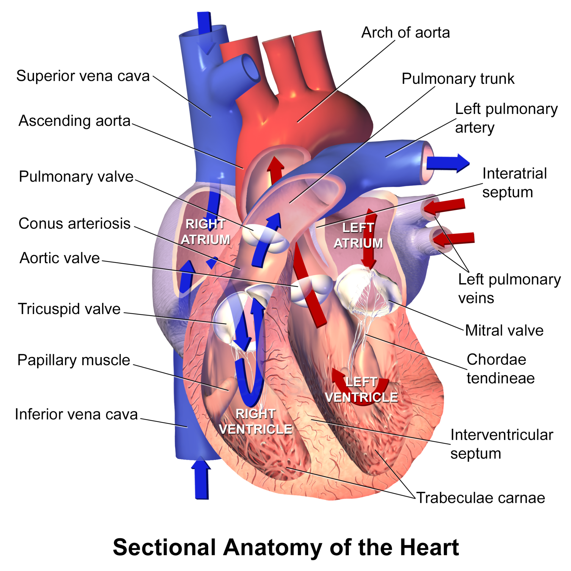 Cover Image for Heart Valve Disease