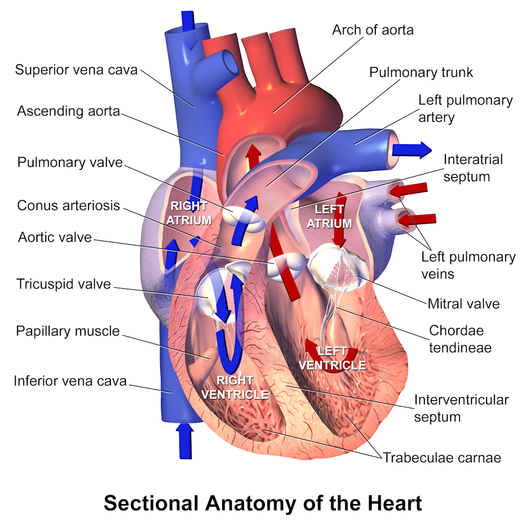 Dr Khalid Barakat Consultant Cardiologist In Windsor Maidenhead Dr khalid barakat consultant cardiologist in windsor maidenhead