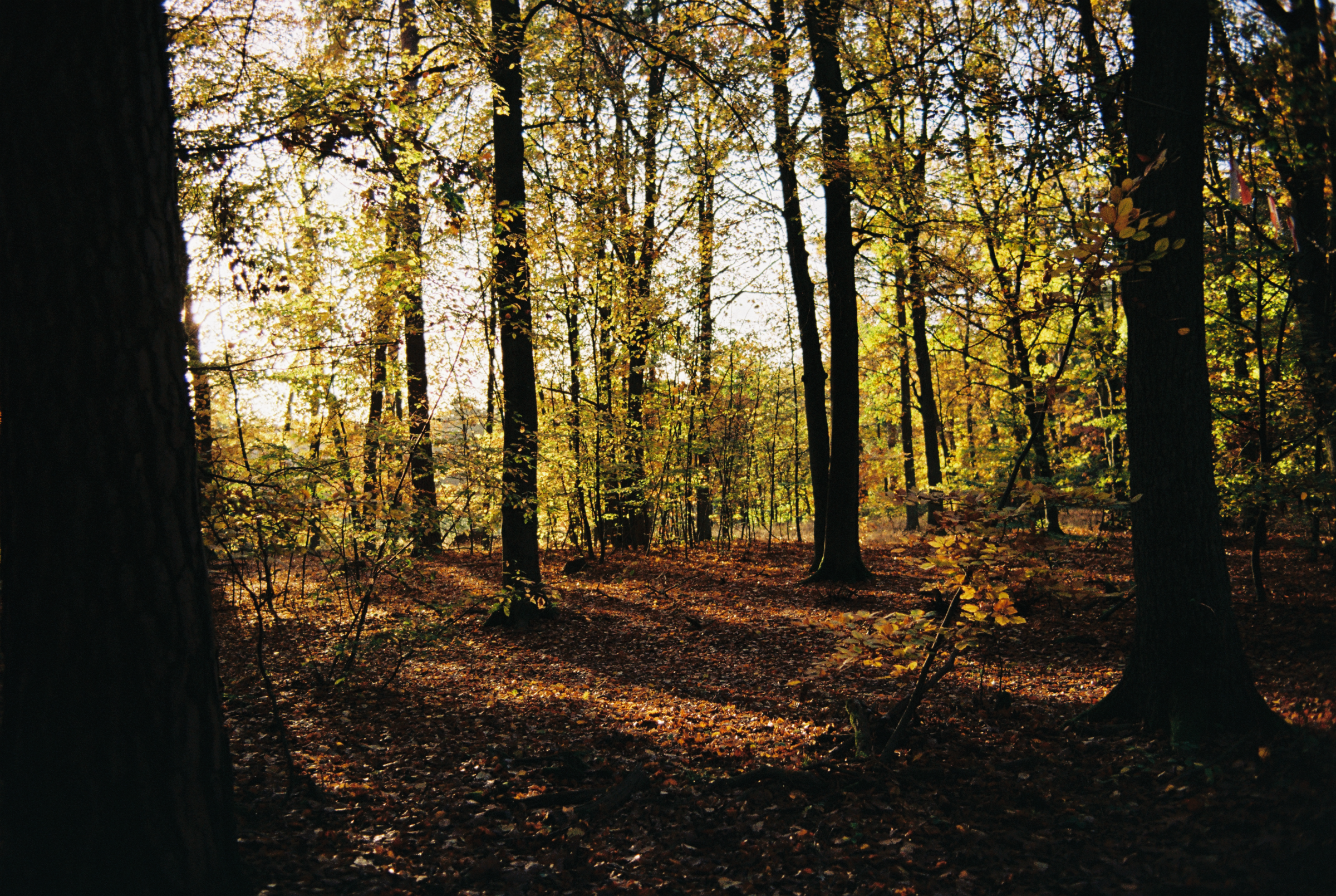 Berlin Autumn