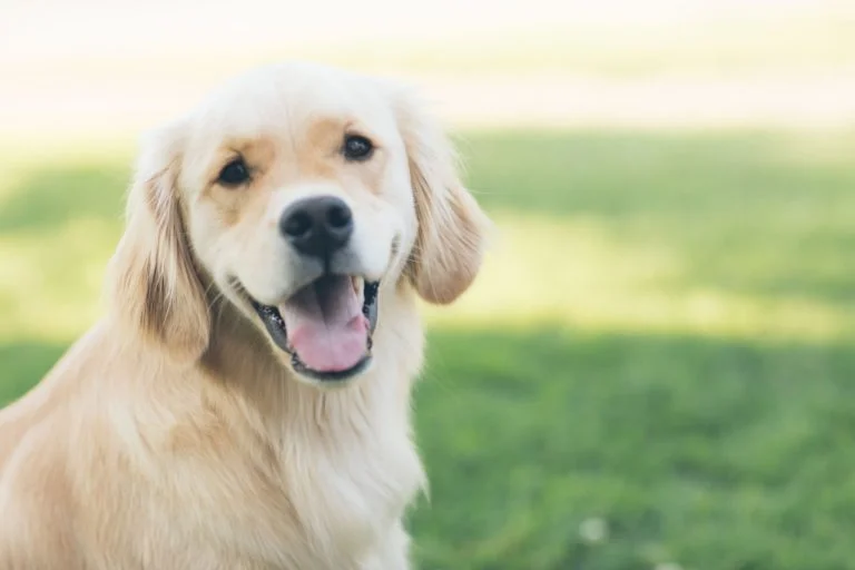 dog-768x512