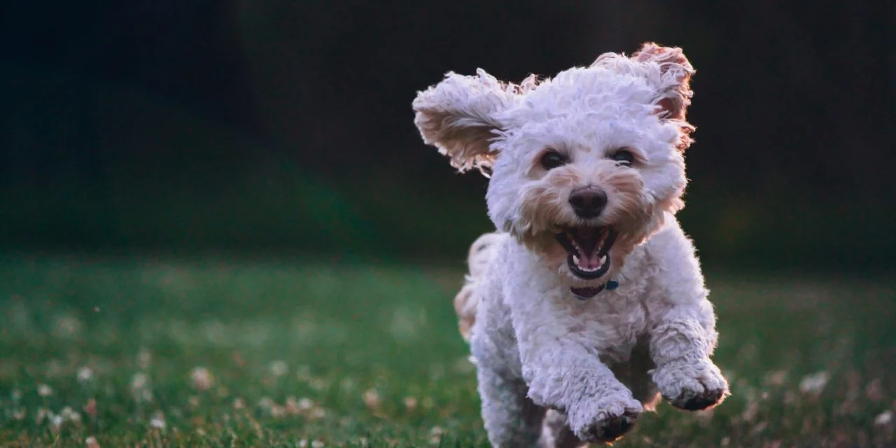  Paw-some: The Best Dog Parks in Tampa Bay
