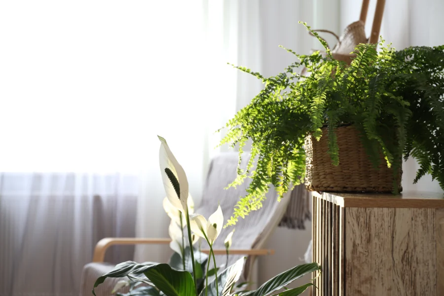Choose Eco Friendly Decor