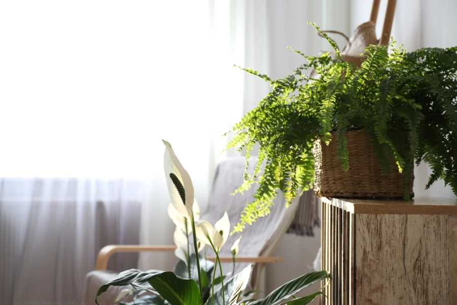 Choose Eco Friendly Decor