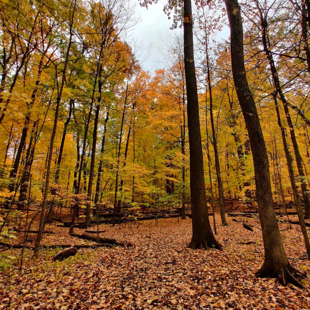 Eberwhite Nature Area