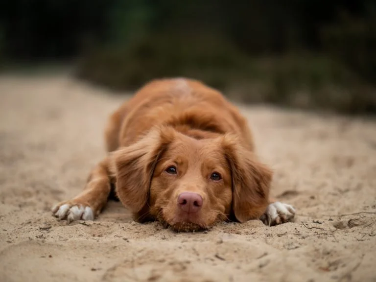 dog-on-beach-768x576